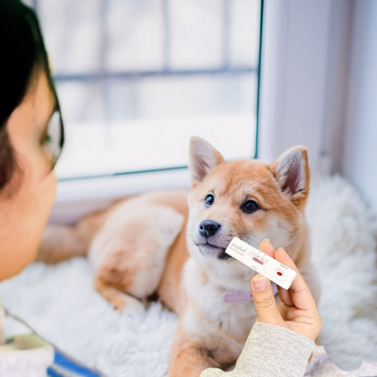 Canine Pregnancy Test: A Breakthrough in Early Pregnancy Detection