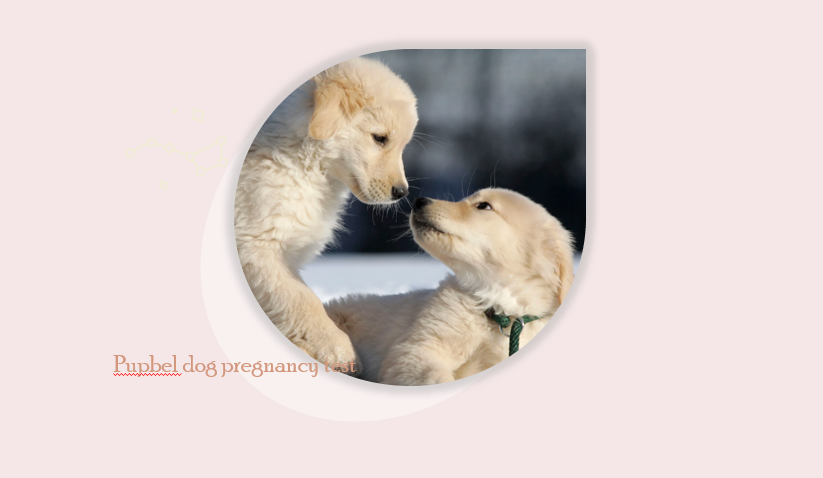 Improving Canine Fertility: Understanding Ovulation and Progesterone Testing