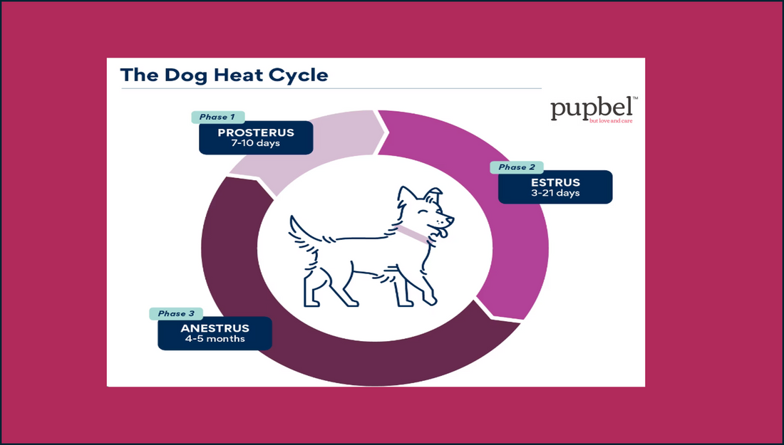 Your Dog's Heat Cycle