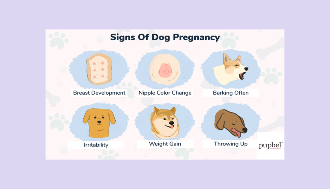 Gestation and Early Signs