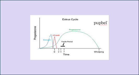 The Power of dog's Progesterone