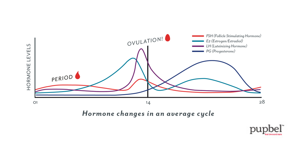 Progesterone & Cytology